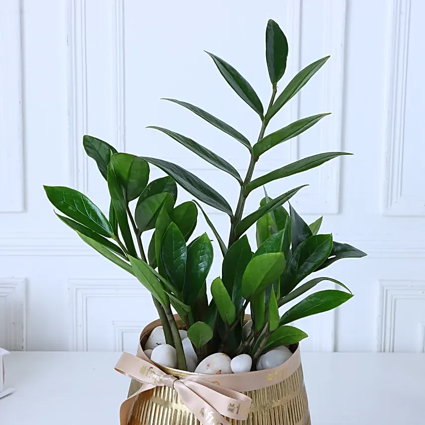 Zamia Plant In Gold Touch Round Pot
