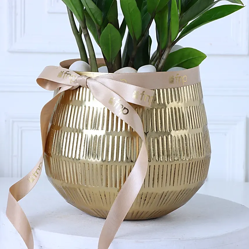 Zamia Plant In Gold Touch Round Pot