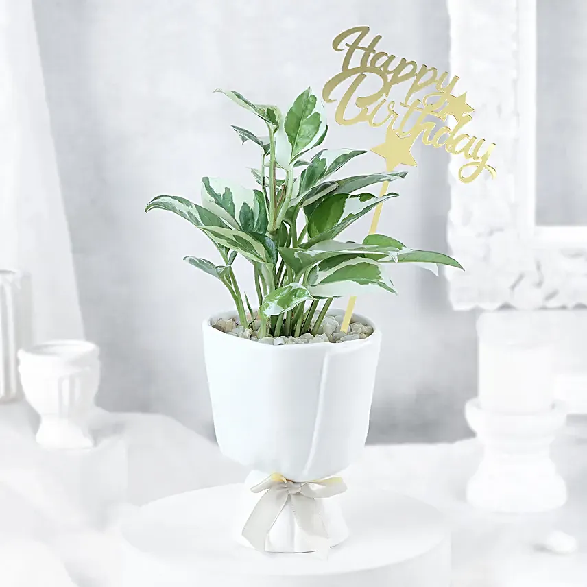 Pure Elegance White Pothos Birthday Planter