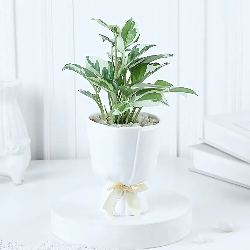 Pure Elegance White Pothos Birthday Planter