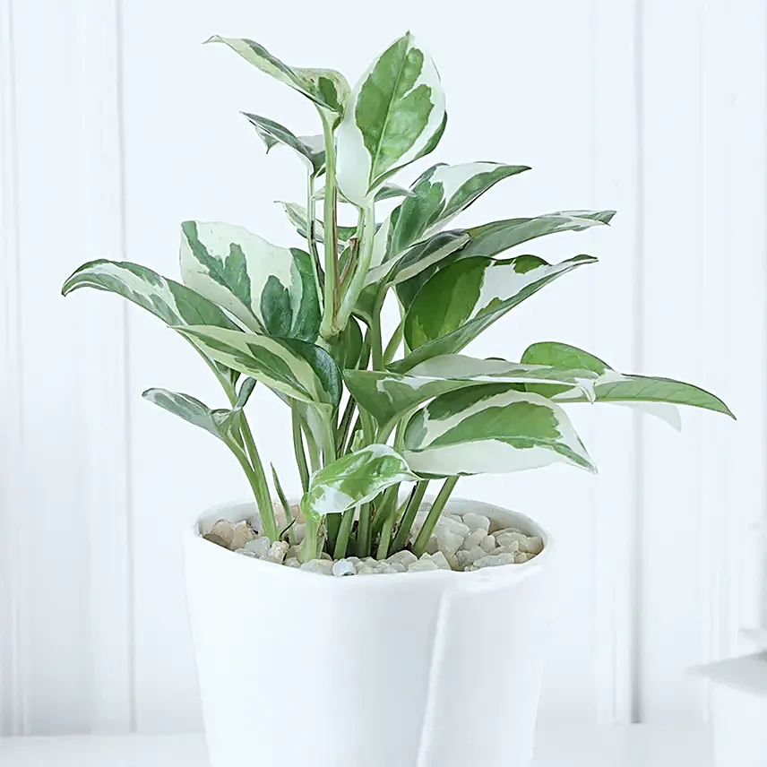 Pure Elegance White Pothos Birthday Planter