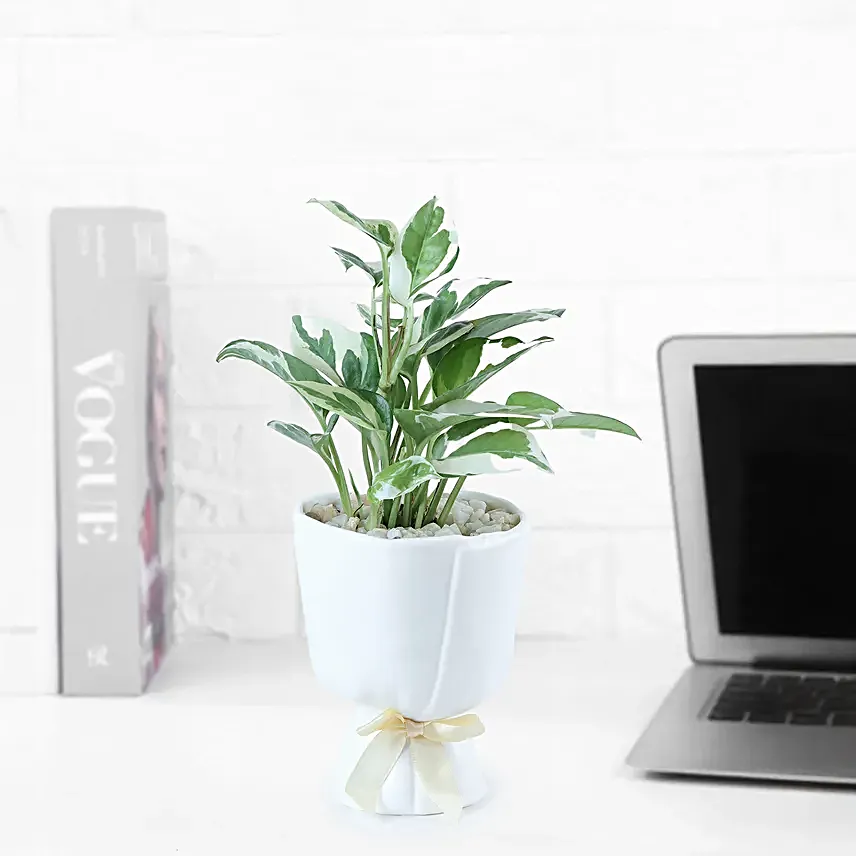 Pure Elegance White Pothos Birthday Planter