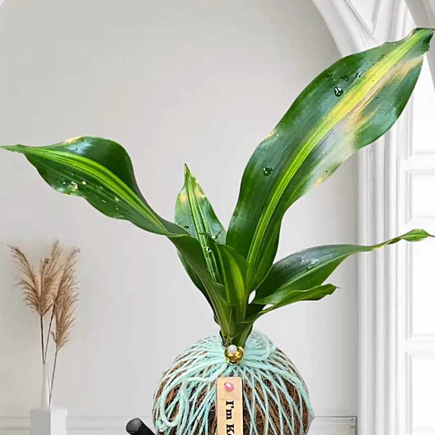 Kokedama Dara Singh Plant