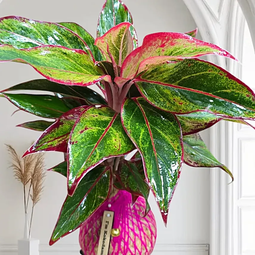 Kokedama Lipstick Plant