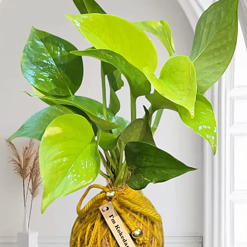 Kokedama Money Plant