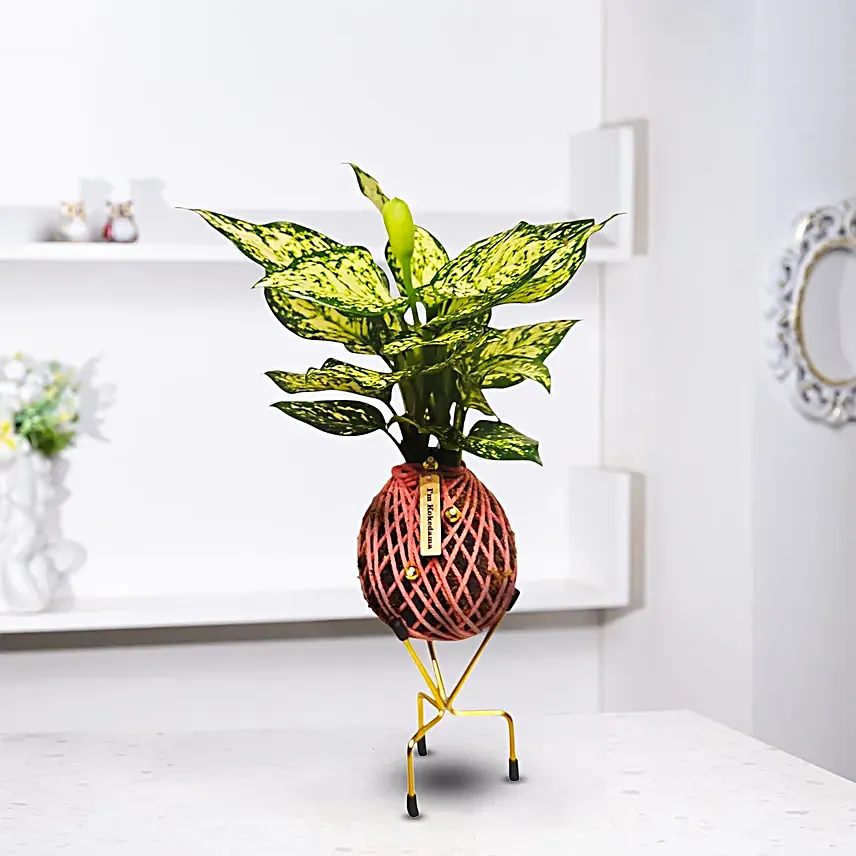 Aglaonema Plant Kokedama Style Setup
