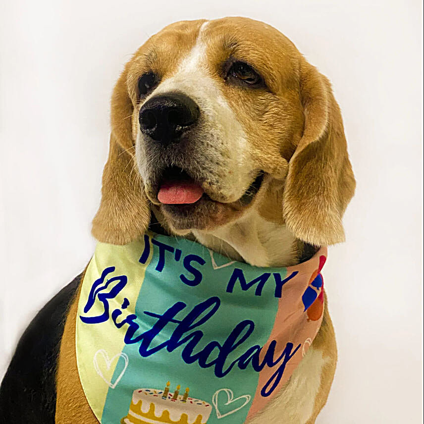 Pawgy Pets Paw some Birthday Box S