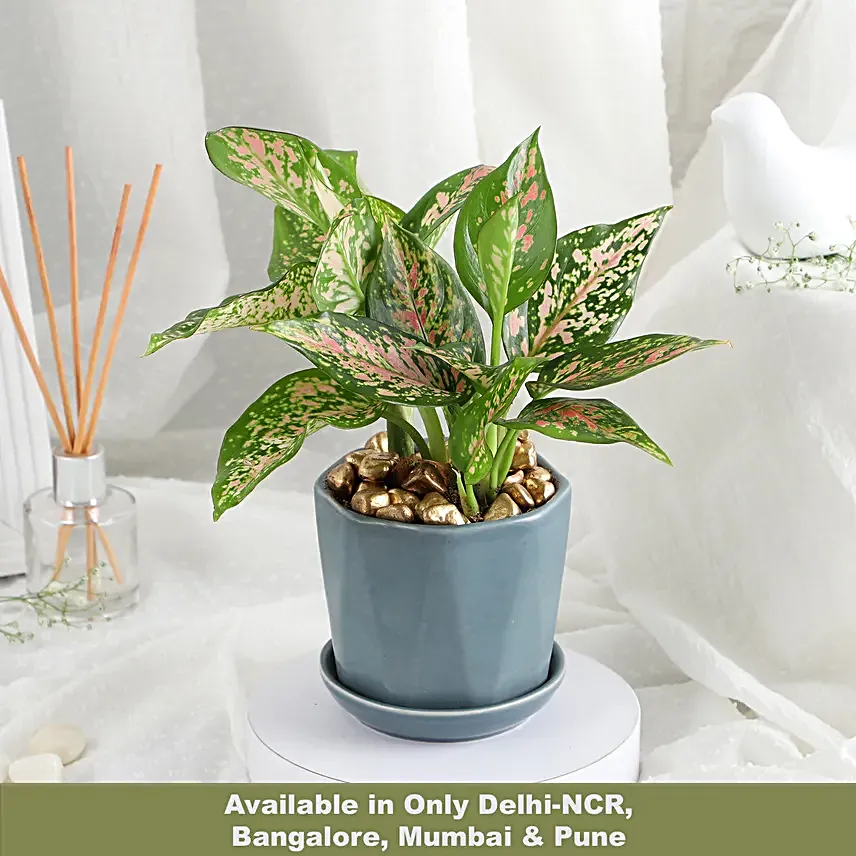 Stylish Aglonema in Cup Gift