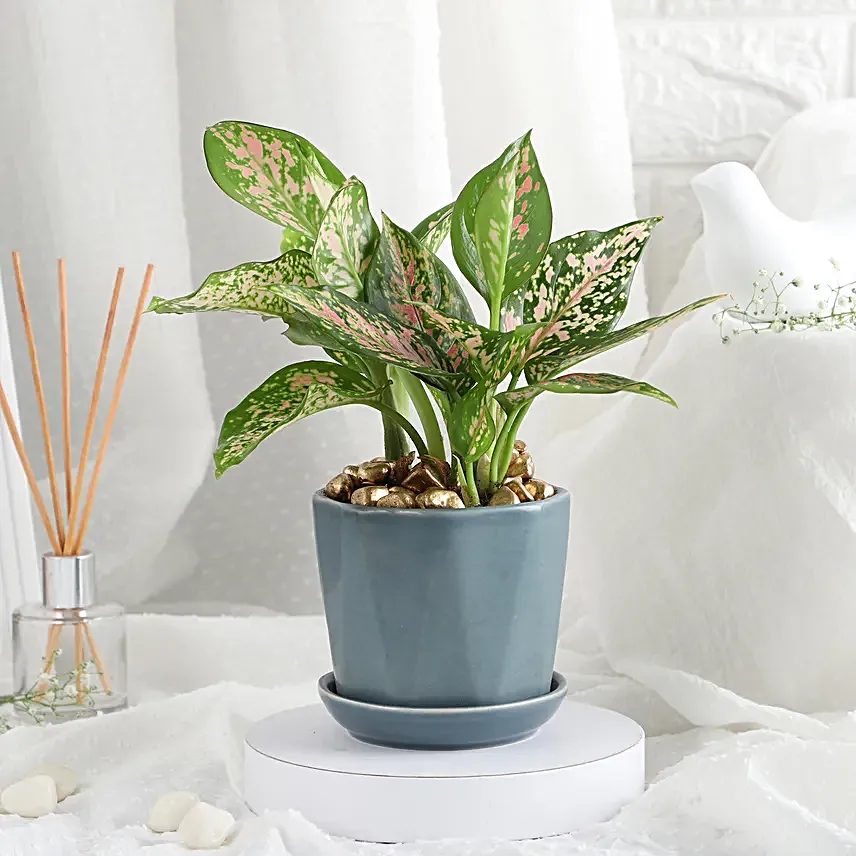 Stylish Aglonema in Cup Gift