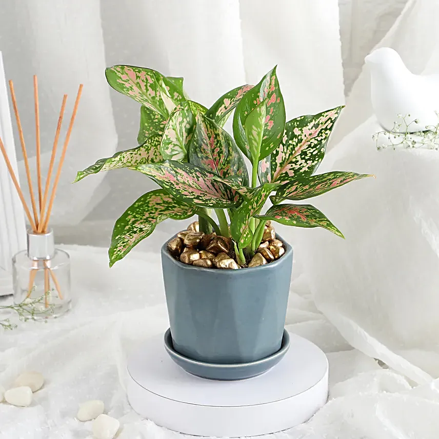 Stylish Aglonema in Cup Gift