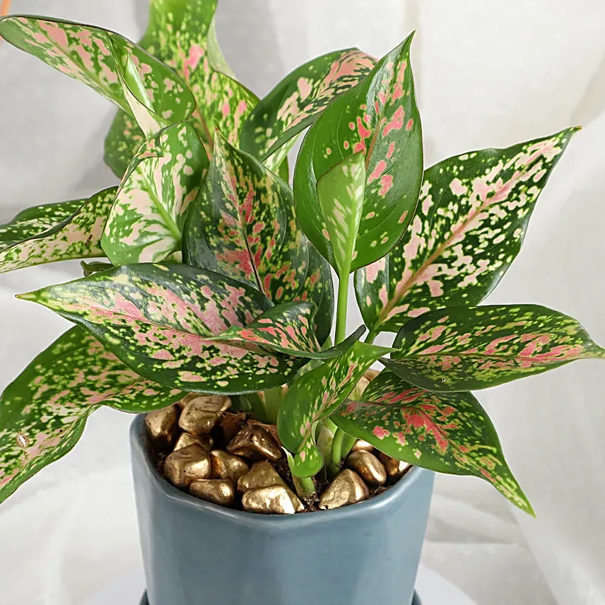 Stylish Aglonema in Cup Gift