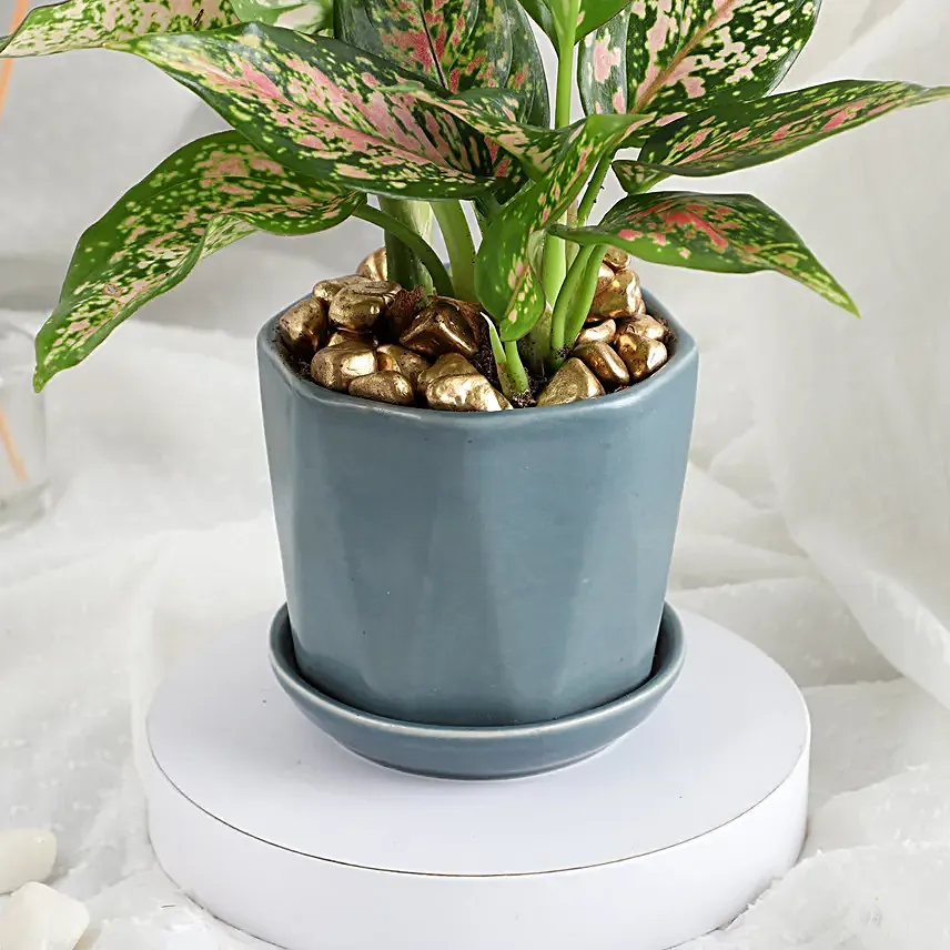 Stylish Aglonema in Cup Gift