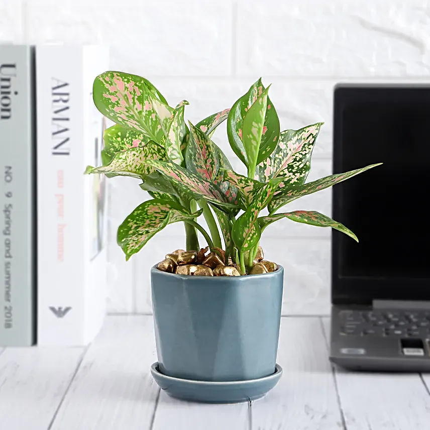 Stylish Aglonema in Cup Gift