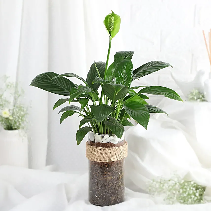 Tranquil Peace Lily Vase Gift
