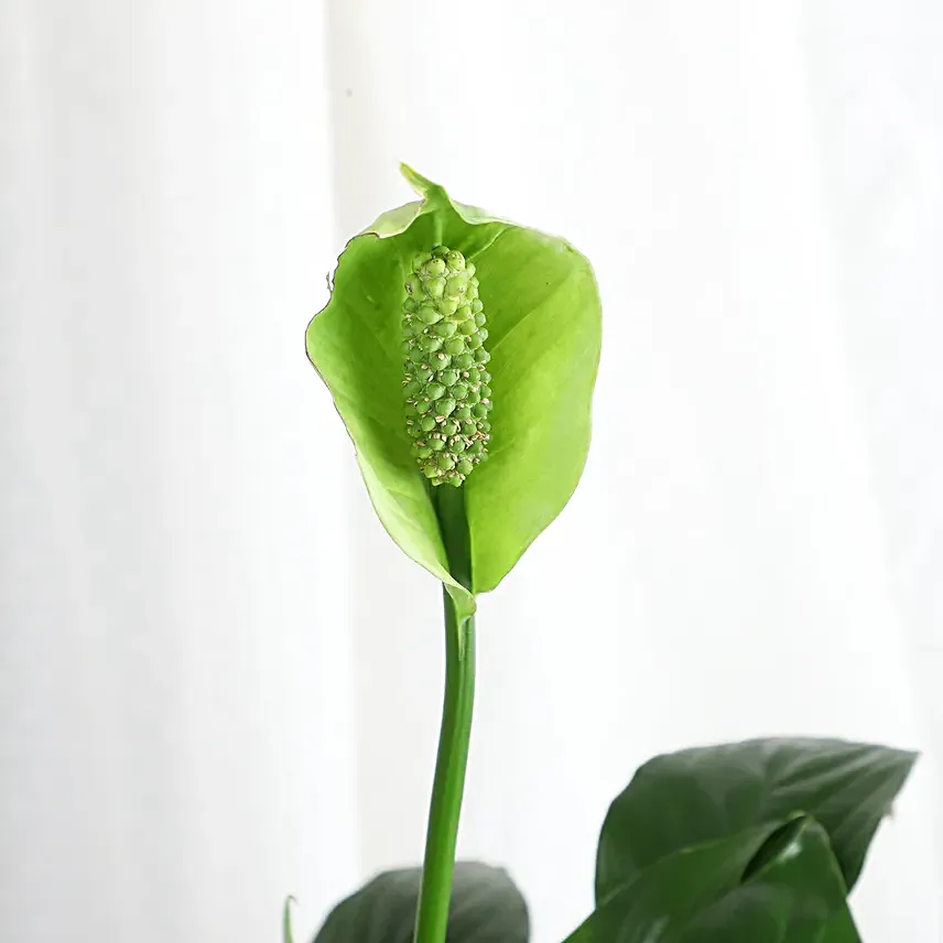 Tranquil Peace Lily Vase Gift