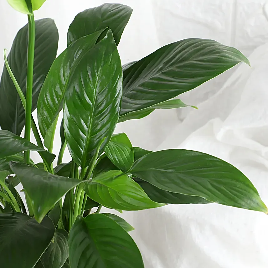 Tranquil Peace Lily Vase Gift