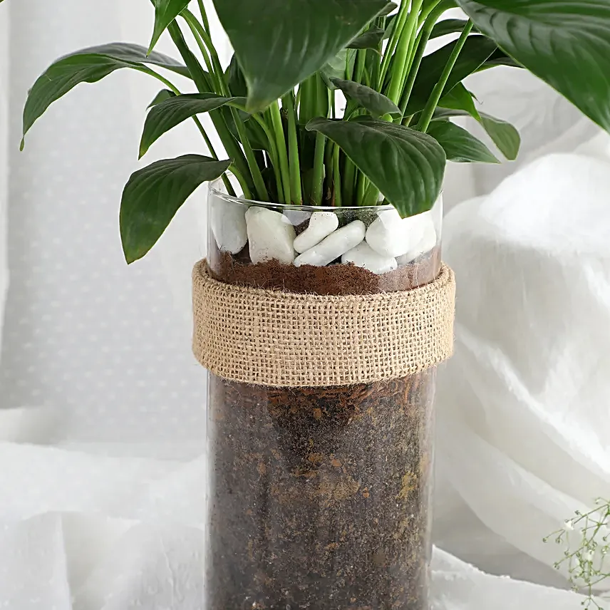 Tranquil Peace Lily Vase Gift