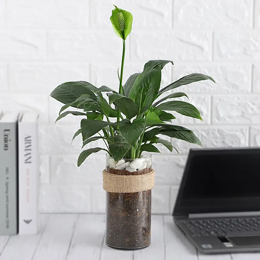 Tranquil Peace Lily Vase Gift
