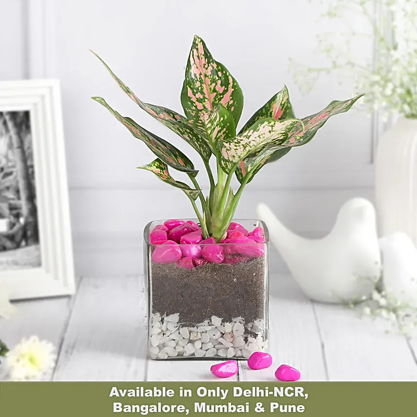 Blush Beauty in Glass Vase