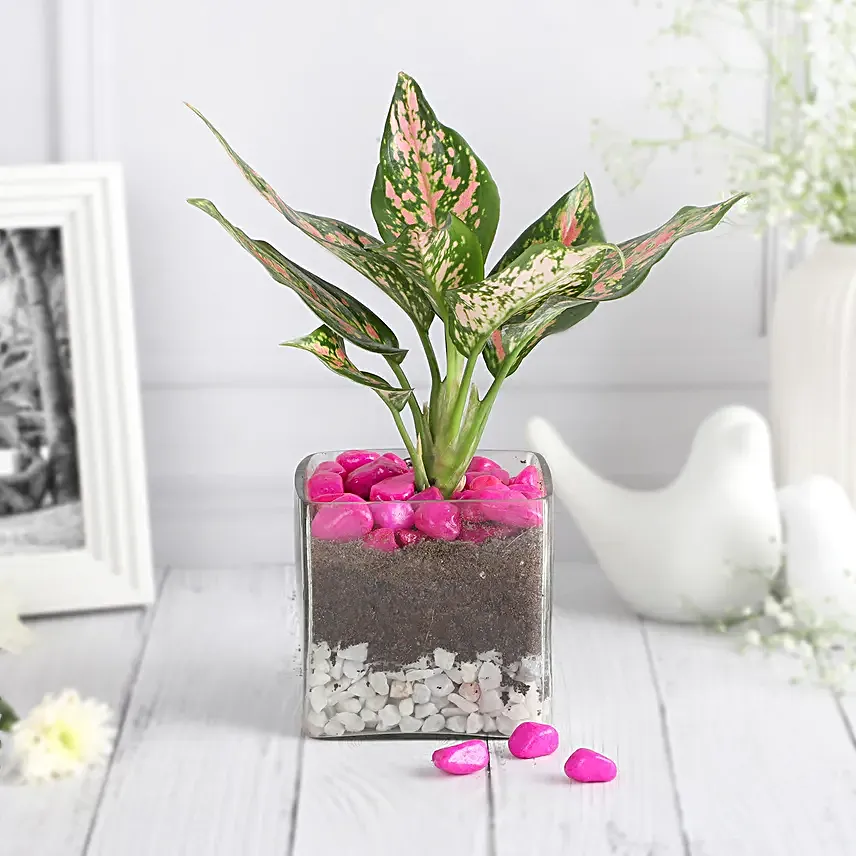 Blush Beauty in Glass Vase