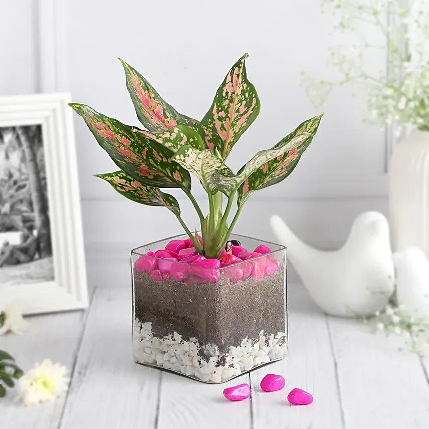 Blush Beauty in Glass Vase