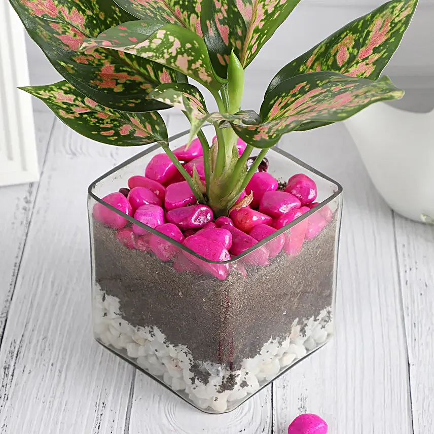 Blush Beauty in Glass Vase