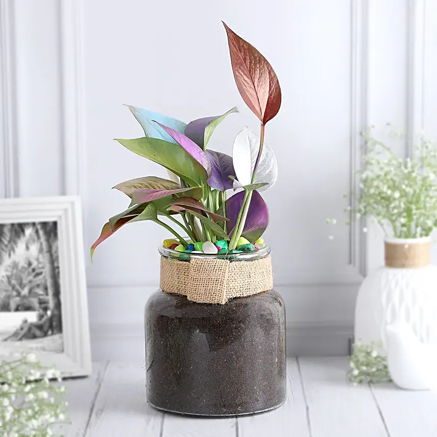 Colour Pop Money Plant Duo