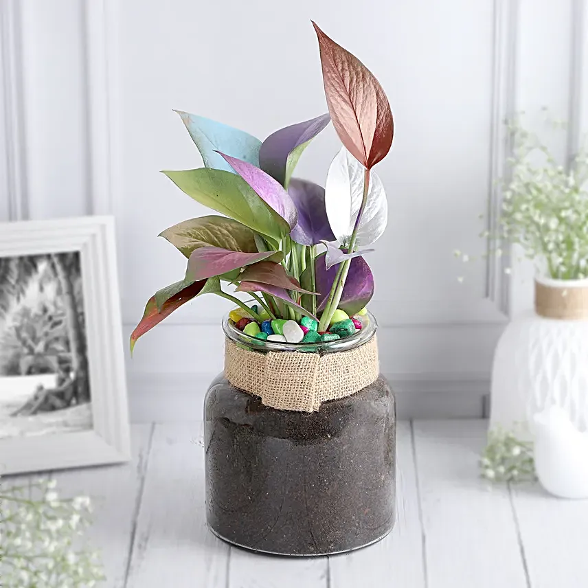 Colour Pop Money Plant Duo