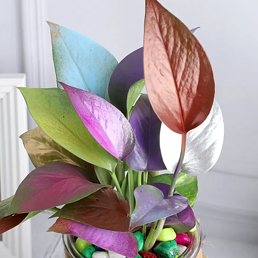 Colour Pop Money Plant Duo