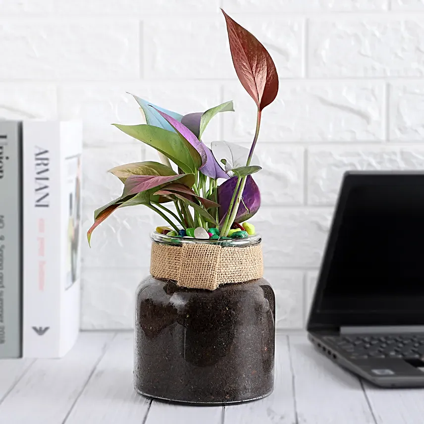 Colour Pop Money Plant Duo