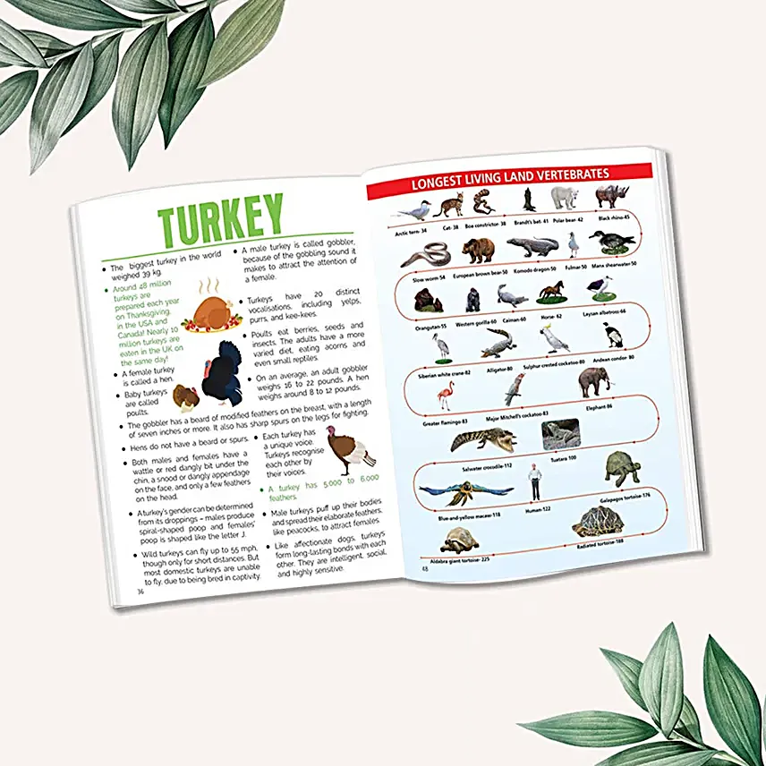 Minipedia Series Book Set For Children