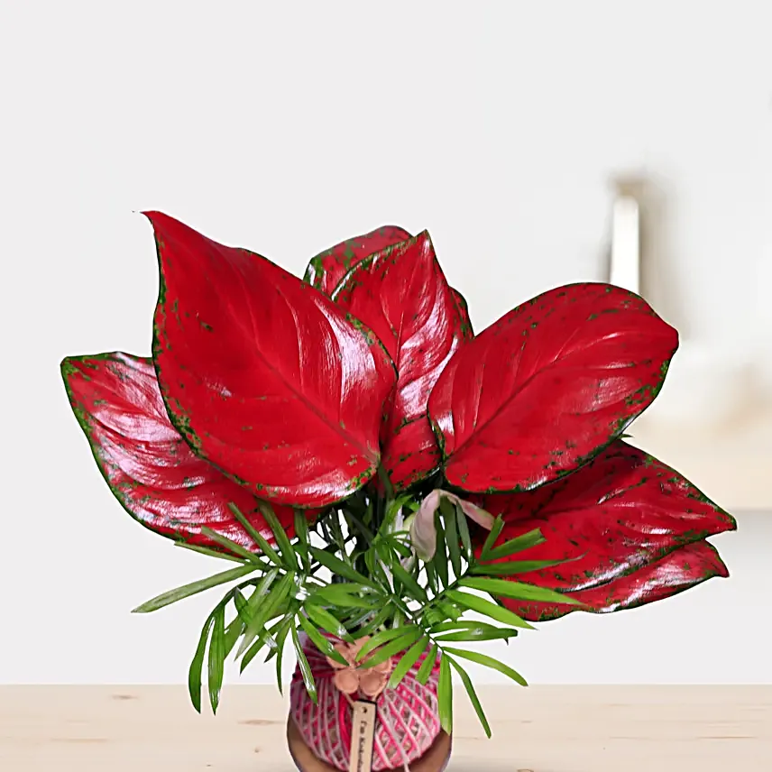 Kokedama Style Pink Aglaonema Plant Gift