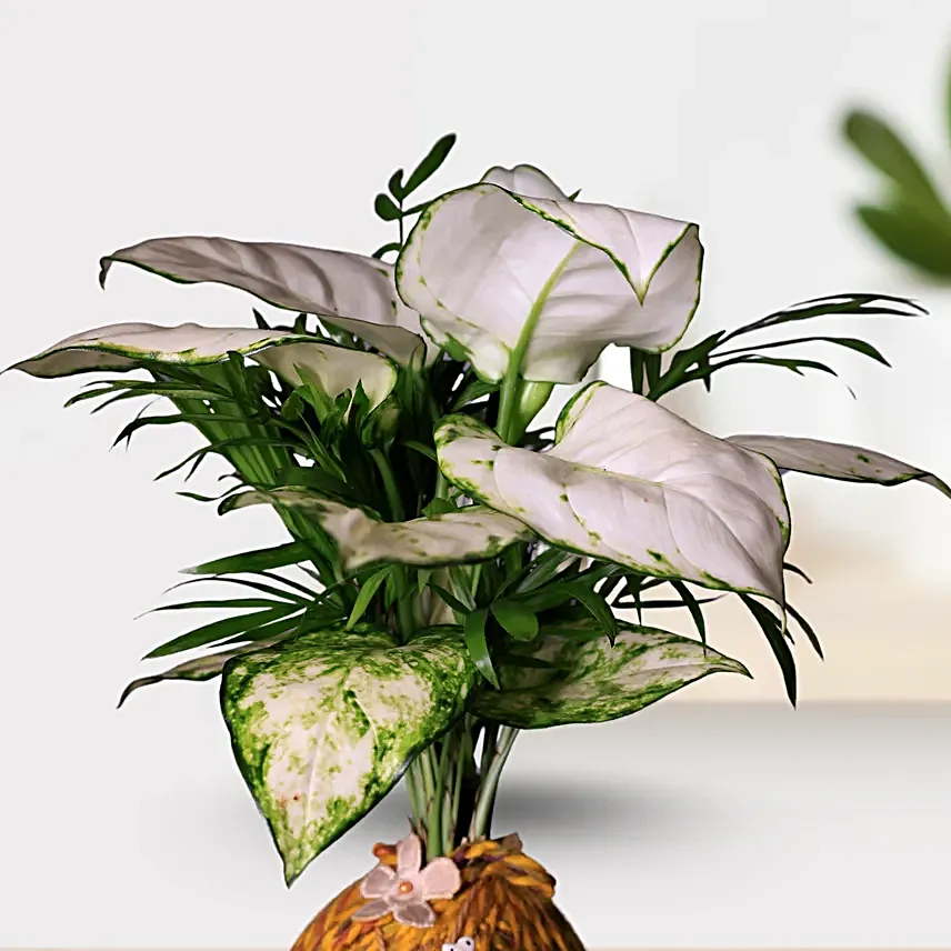 Kokedama Style White Aglaonema Plant Gift