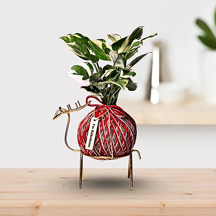 Kokedama Style Marble Money Plant Gift