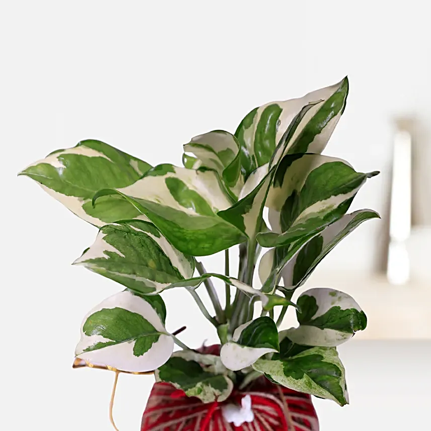 Kokedama Style Marble Money Plant Gift