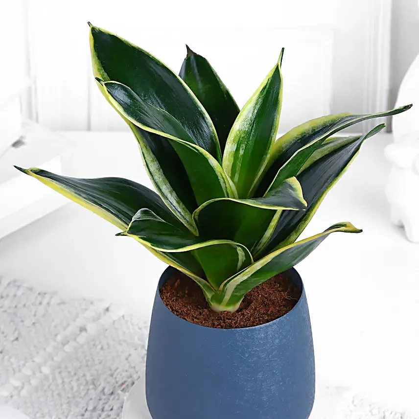 Milt Sansevieria Plant In Spider Grey Pot