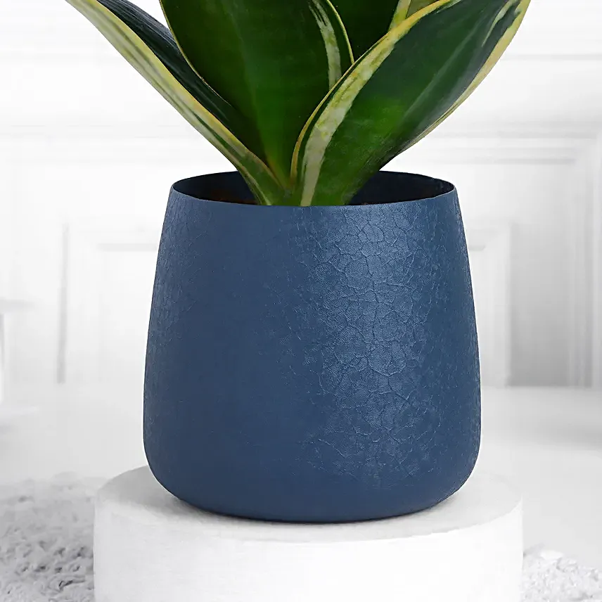 Milt Sansevieria Plant In Spider Grey Pot