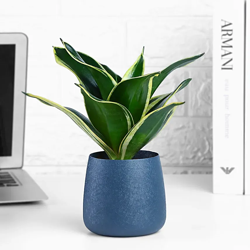 Milt Sansevieria Plant In Spider Grey Pot