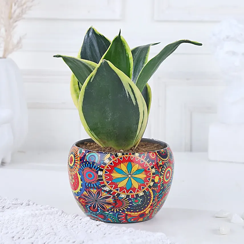 Radiant Resilience Sansevieria