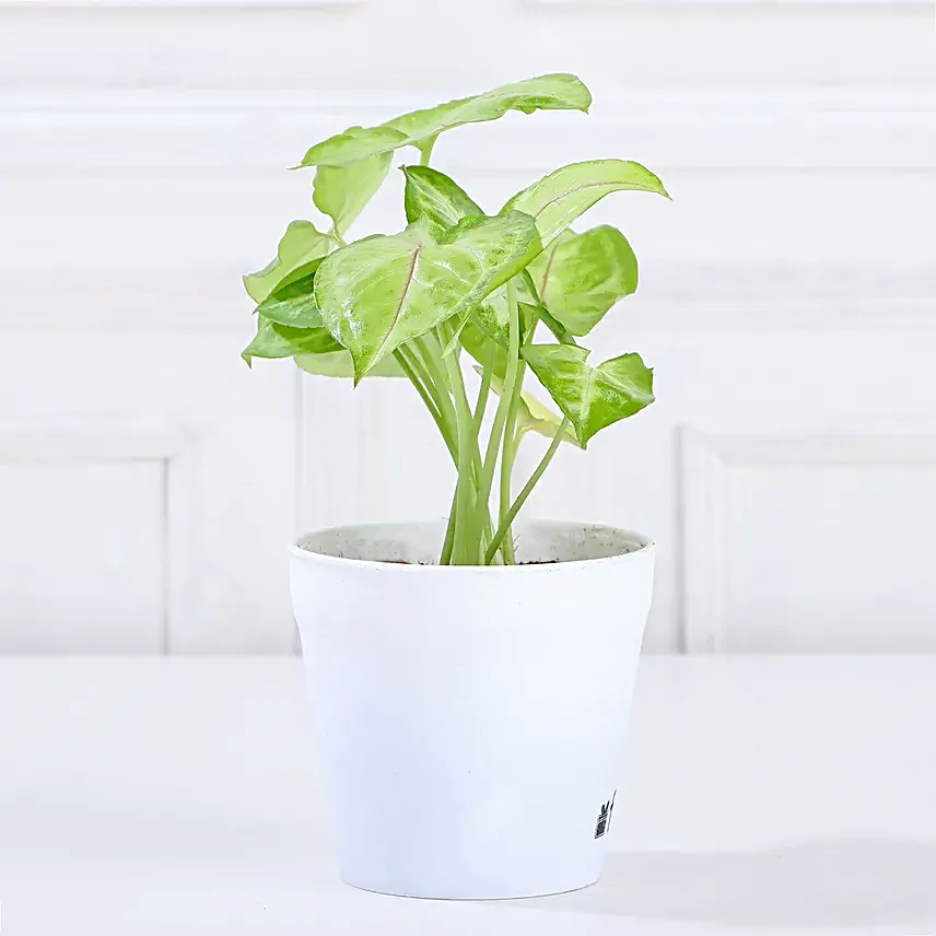 Air Purifying Syngonium Plant In Green Pot
