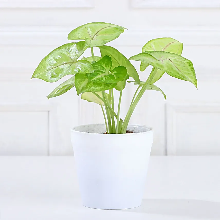 Air Purifying Syngonium Plant In Green Pot