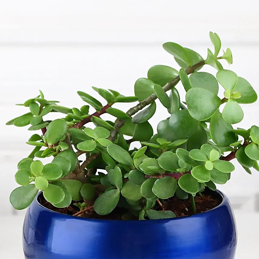 Jade Luck Charm