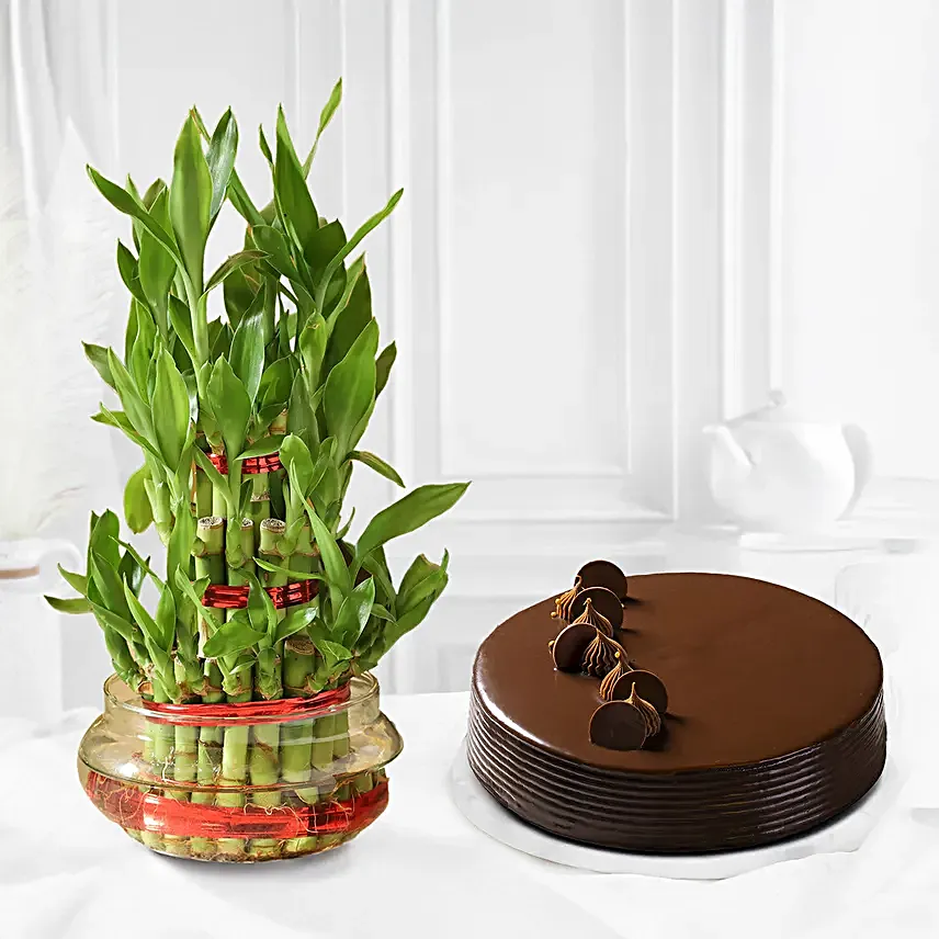 Truffle Cake with 3 Layer Bamboo