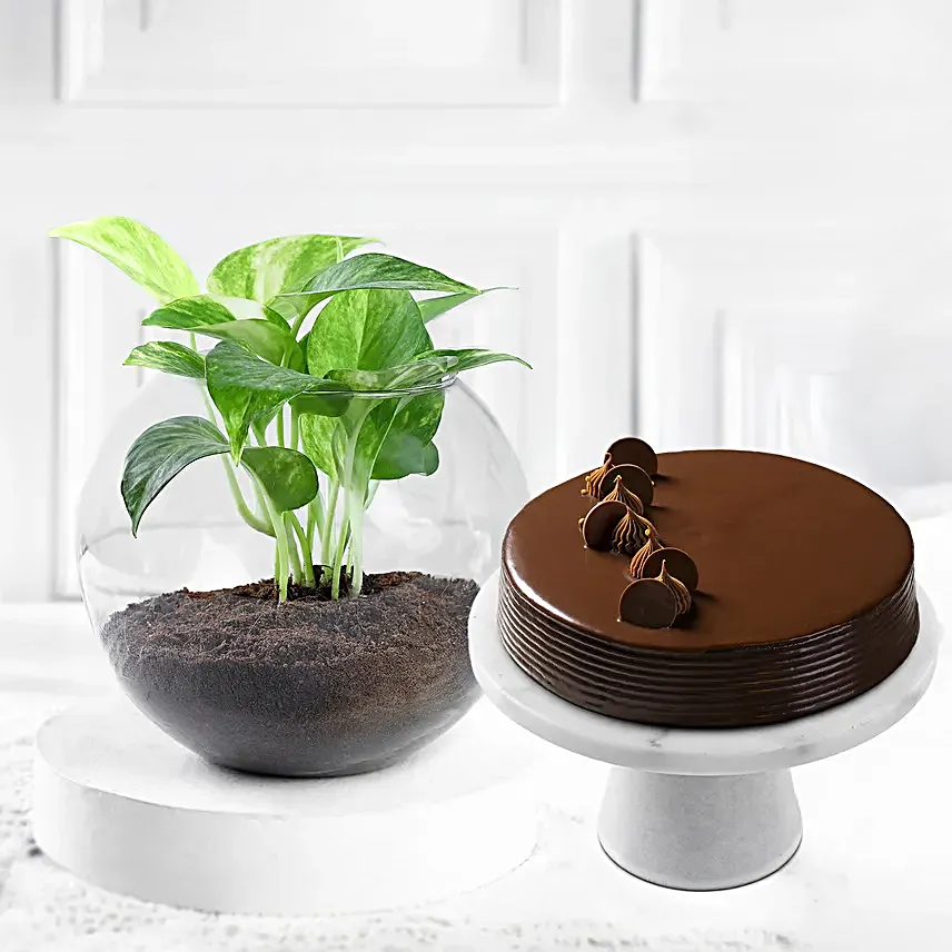 Eggless Cake With Money Plant Online