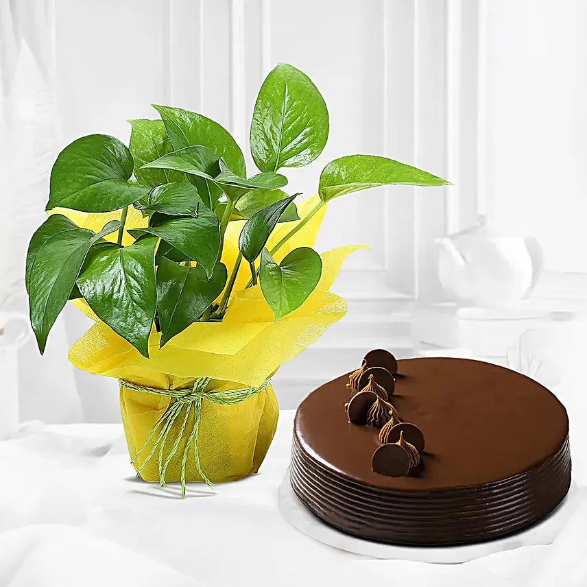 Veg Truffle Cake with Money tree