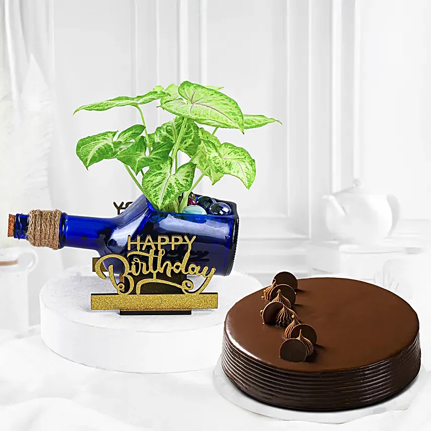 Happy Birthday Syngonium Plant N Cake Combo