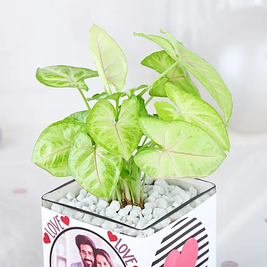 Love Infused Foliage Fiesta