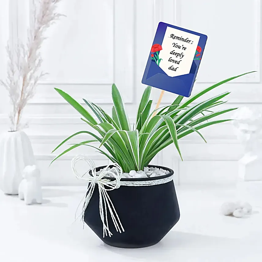 Spider Plant Gift for Dad
