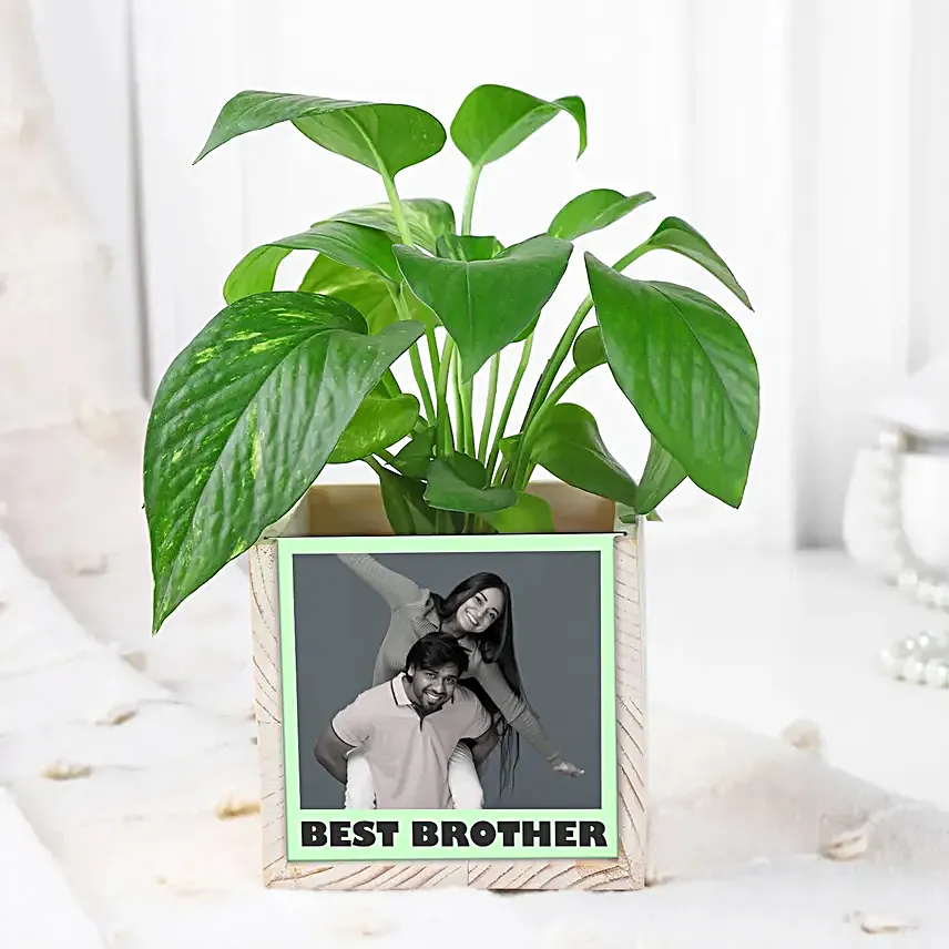 Money Plant Calm Desk Pair