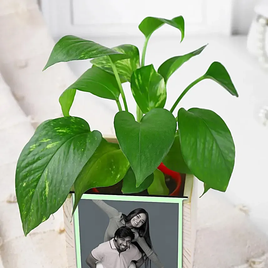 Money Plant Calm Desk Pair